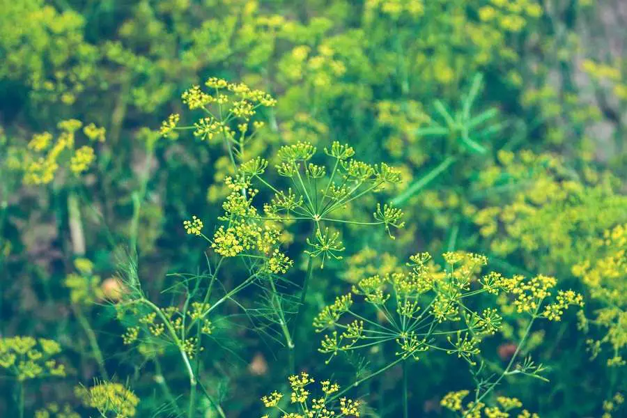 dill is both for culinary and decorative purpose