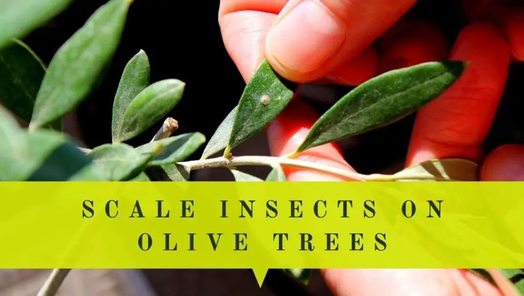 how to remove scale insects on olive trees in pots guide