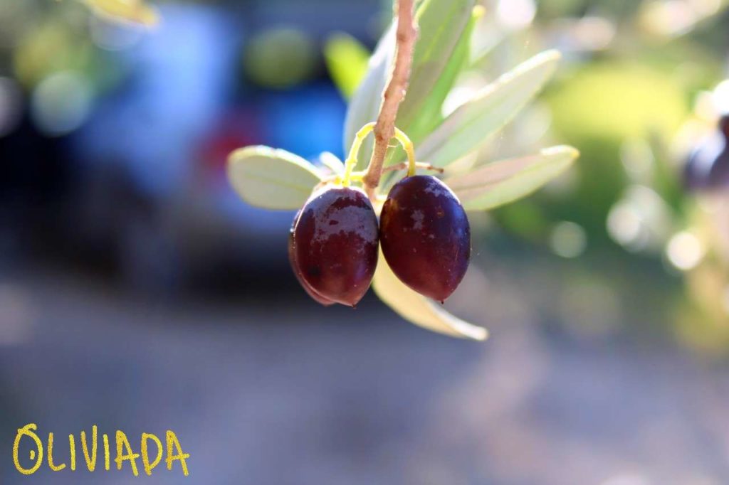 How To Make Olive Oil At Home Helpful Guide Video Pros & Cons