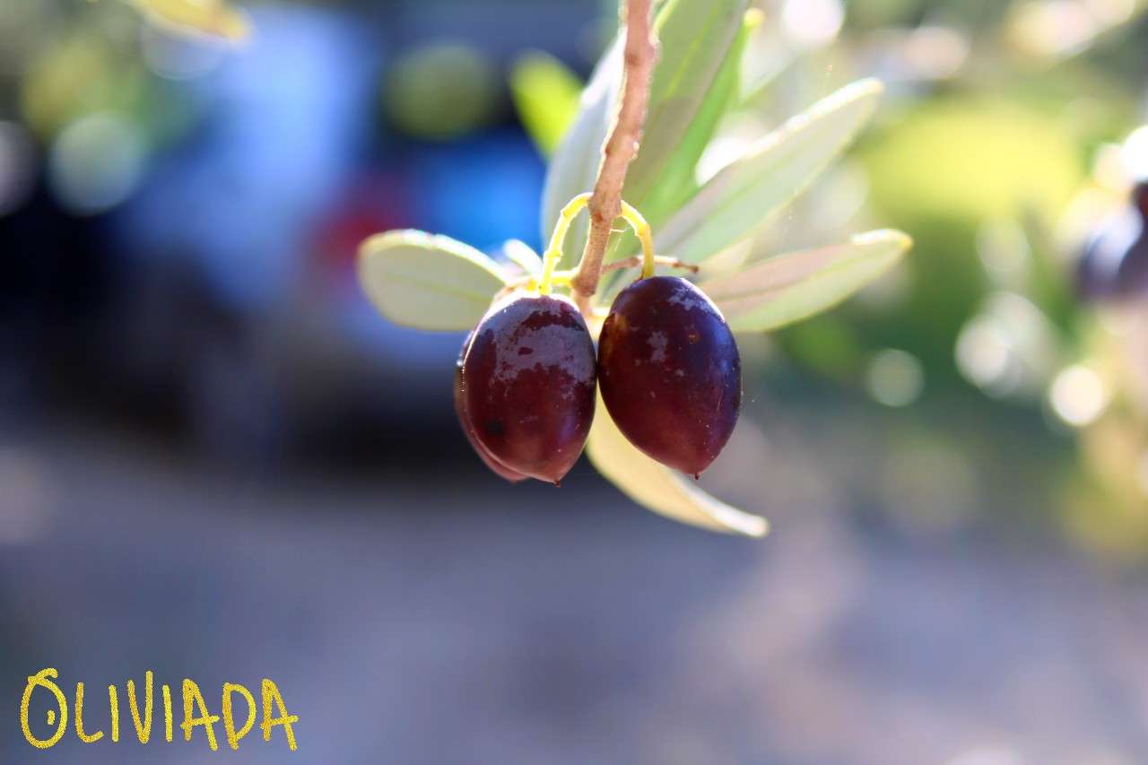 ripen fresh kalamata olives