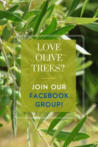 How To Revive Olive Tree Bring Back To Life Solutions That Works