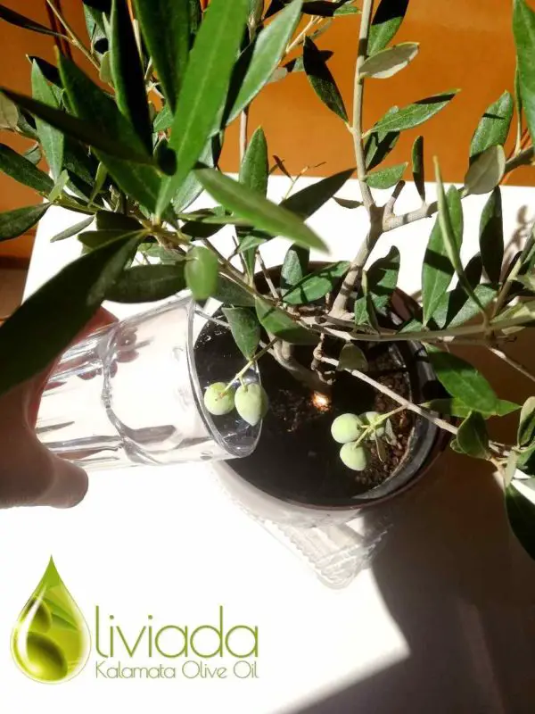 olive tree watering issues