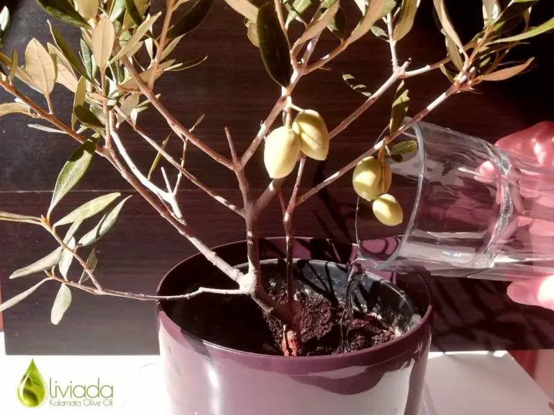 olive tree overwatering symptoms sm 2