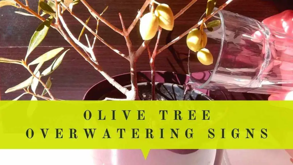 olive tree overwatering symptoms