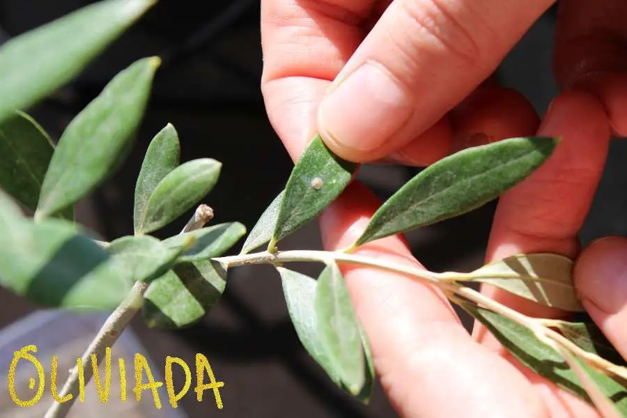 scale insects on olive tree treatment