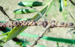 heavy scale infestation on olive trees