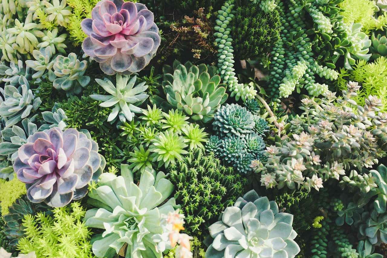 succulents always great idea to plant in your backyard