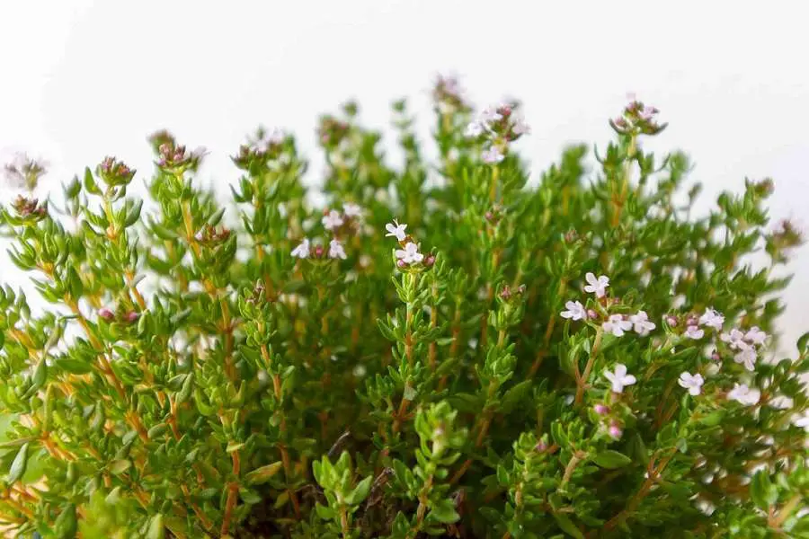 thyme is common plant to grow next to olive trees