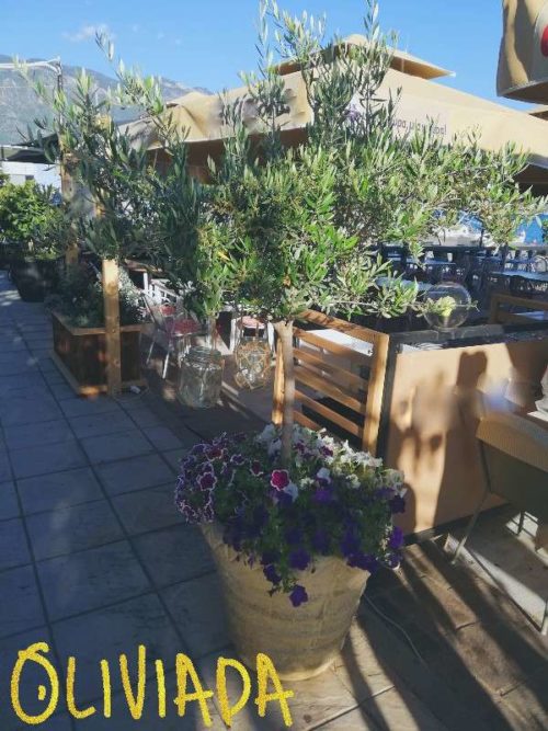 What are the Best Companion Plants for Olive Trees? OliviadaOlive