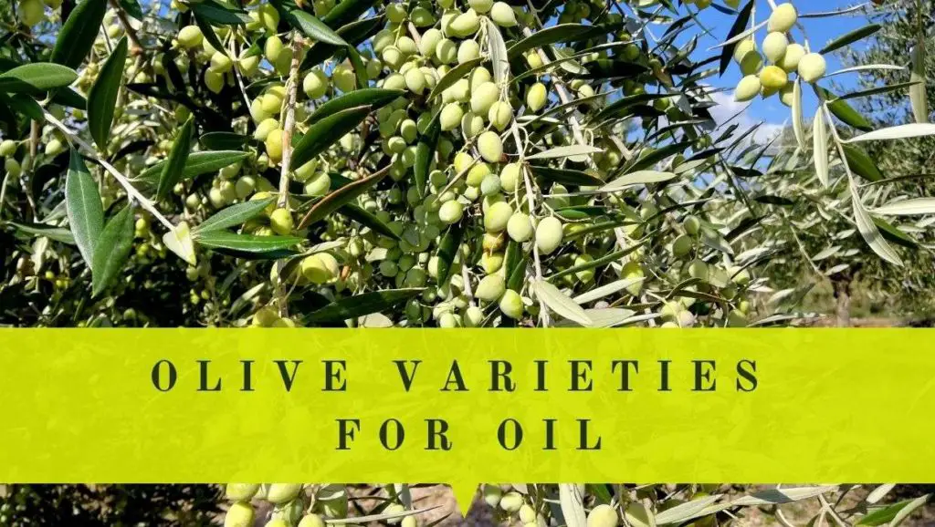 Greek olive varieties for oil