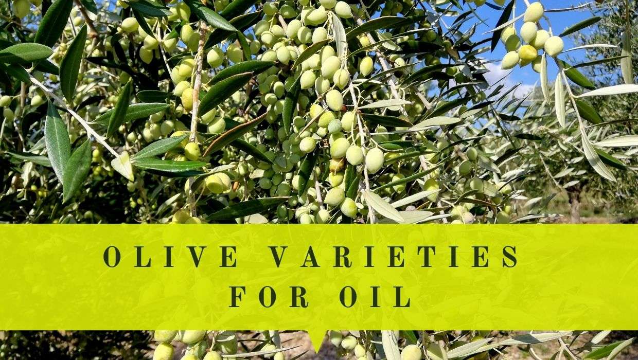 13 Greek Olive Varieties For Oil Best Greek Olives For Olive Oil