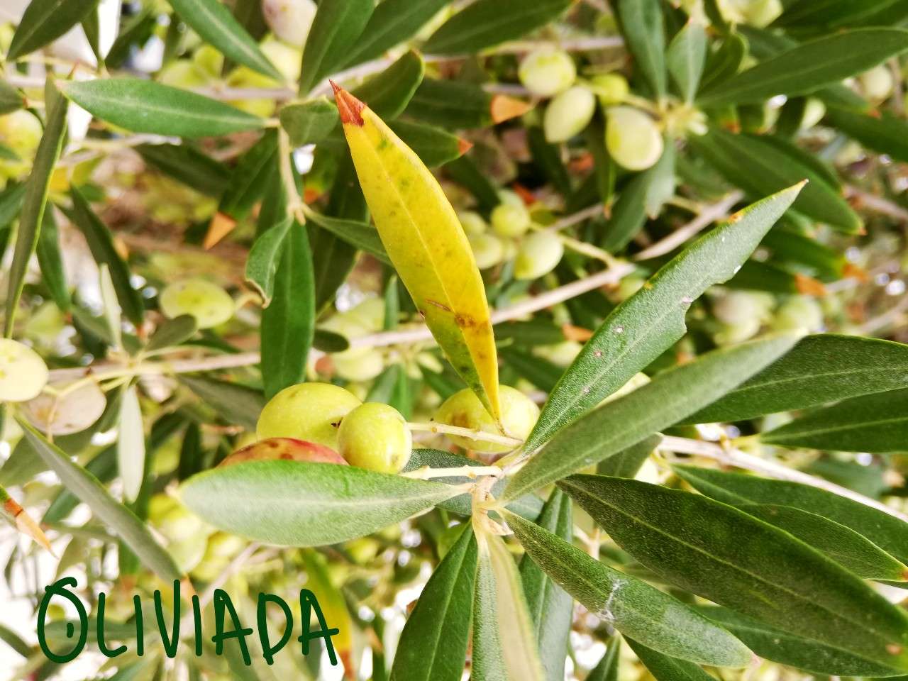 olive tree leaves turning yellow if not well fed or overwatered