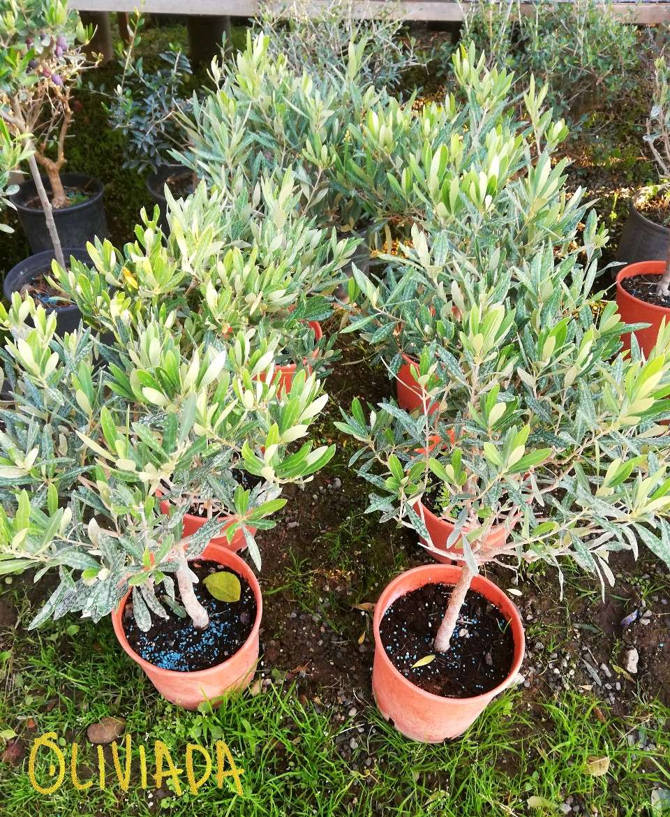olive tree leaves with white spots in nursery due to fertilizer