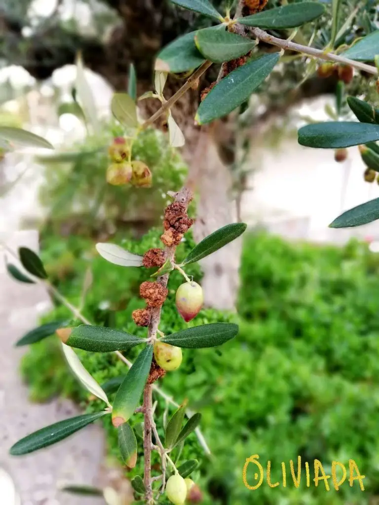 Olive knot galls bacterial disease on olive tree twigs 