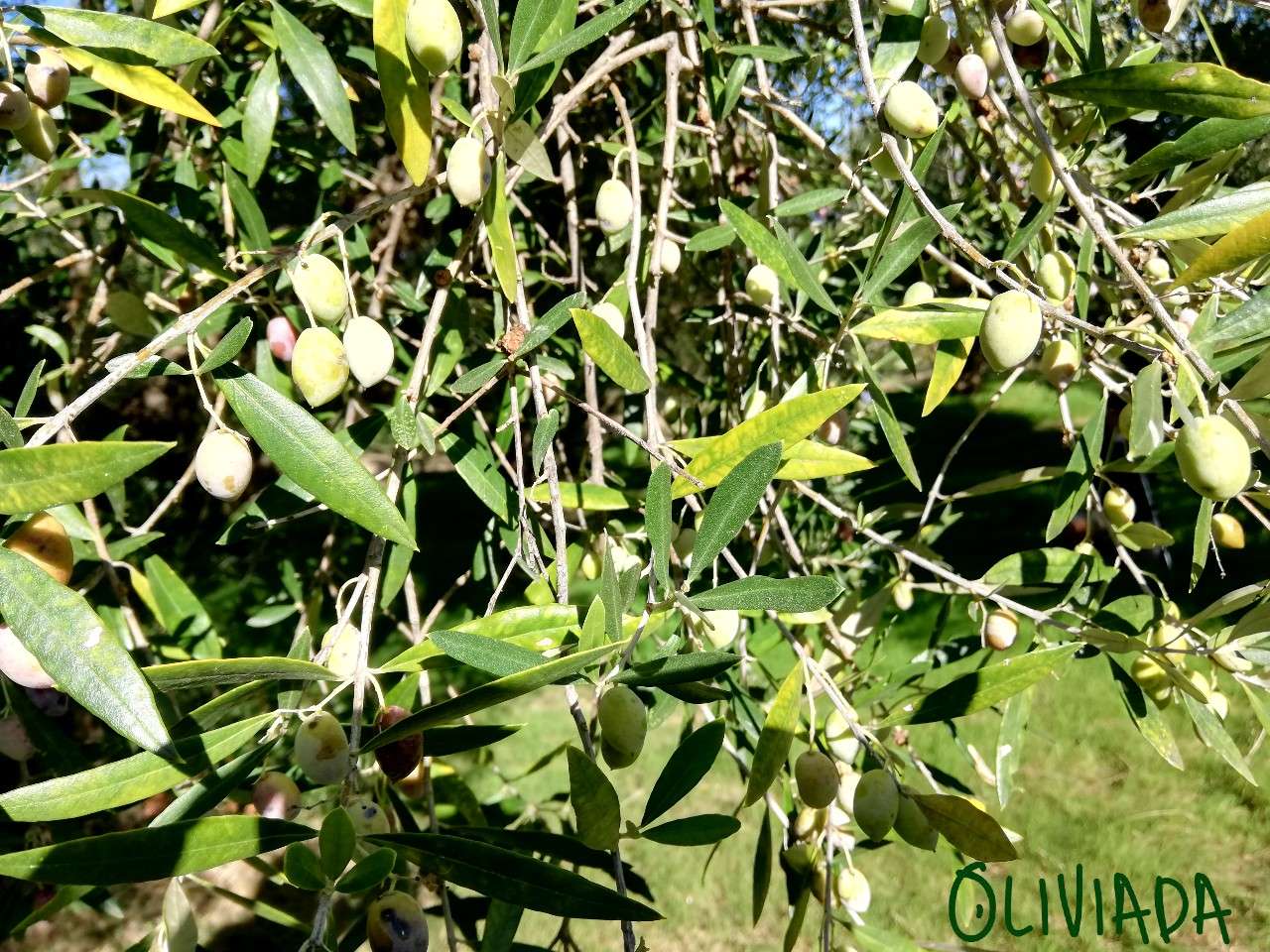 olive tree leaves lacks nitrogen