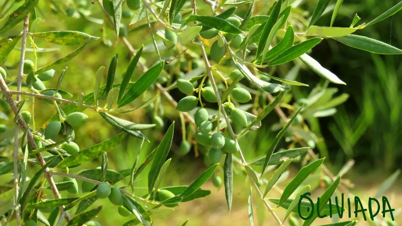 problems with olive tree leaves dropping