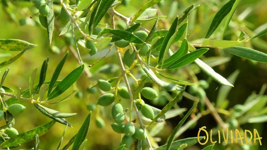 Why Olive Tree Leaves Curling? 6 Reasons Cure Prevention