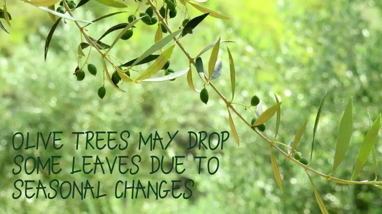 Olive tree leaves falling due to seasonal changes