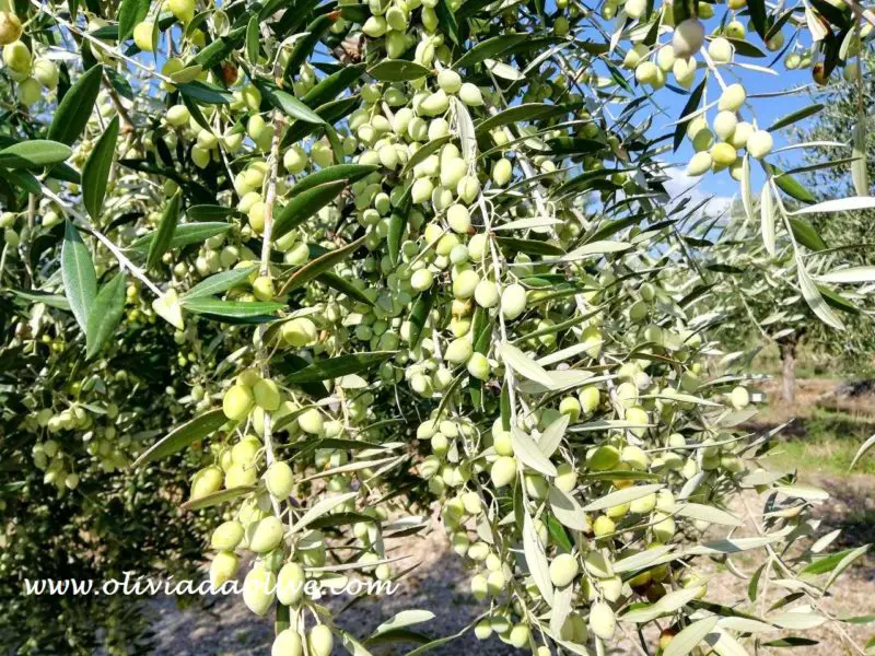 Koroneiki olive variety for olive oil