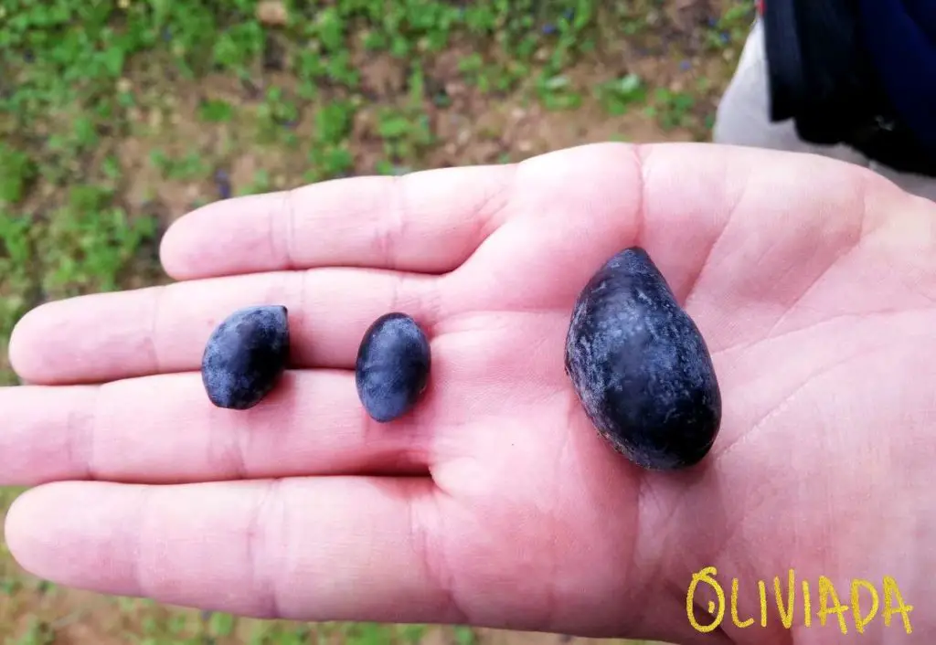 Koroneiki olives comparison to the table olive