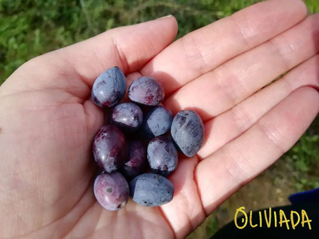 Koroneiki variety olives grown in Kalamata