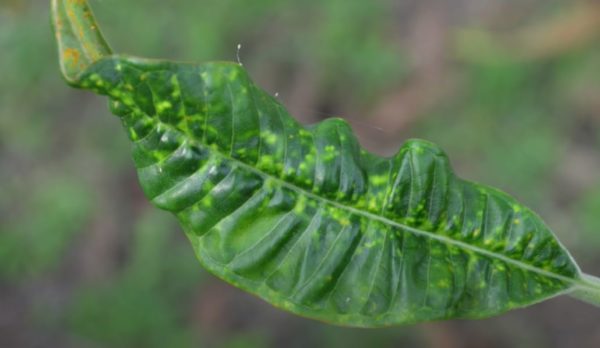 leave curling due to pests infestation