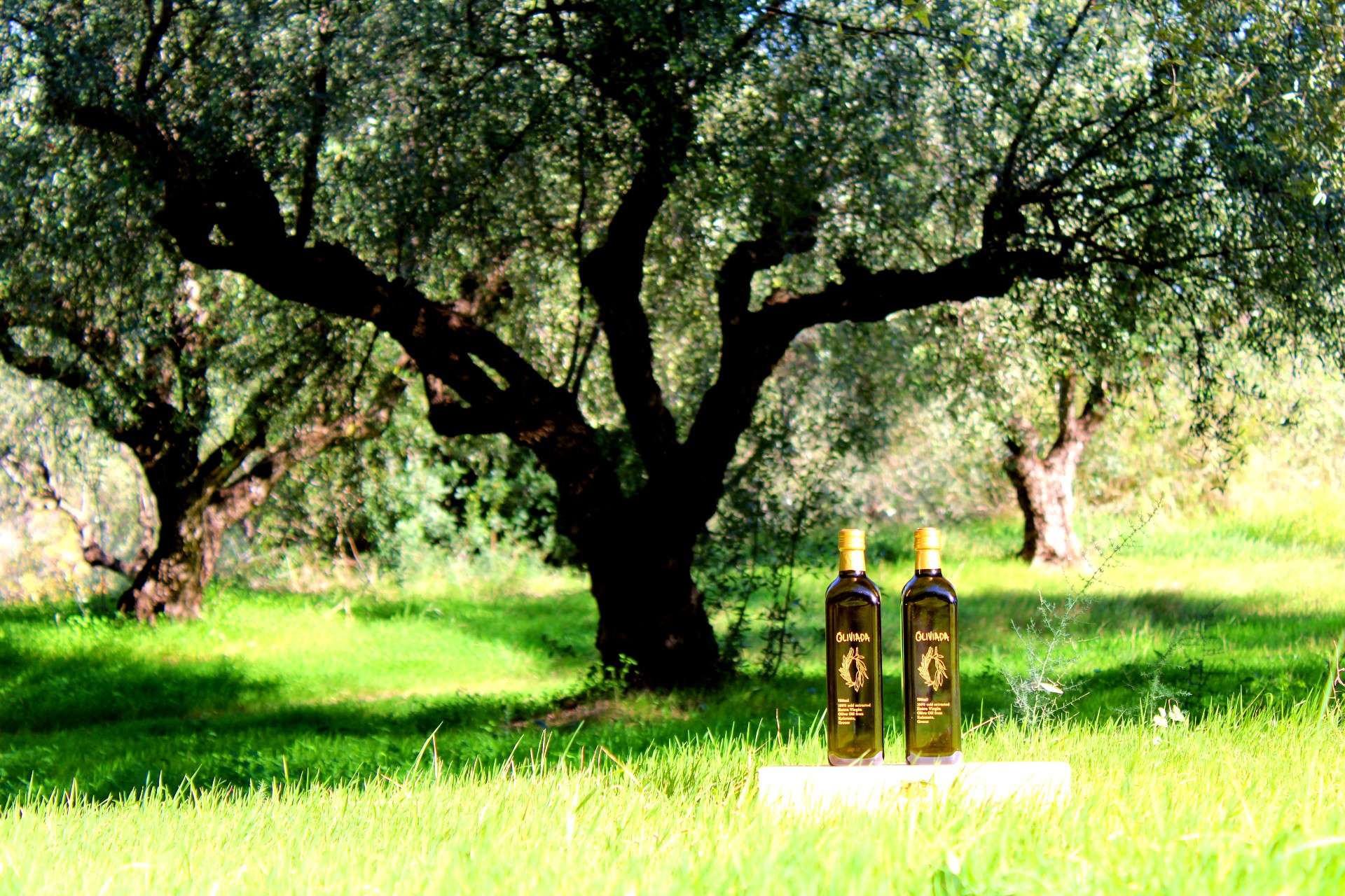 adopt an olive tree in greece