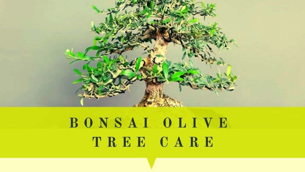 bonsai olive tree care and maintanance