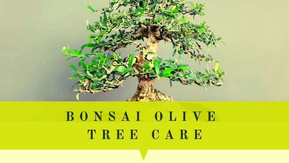 Bonsai Olive Tree Care Guide Indoor & Outdoor Care