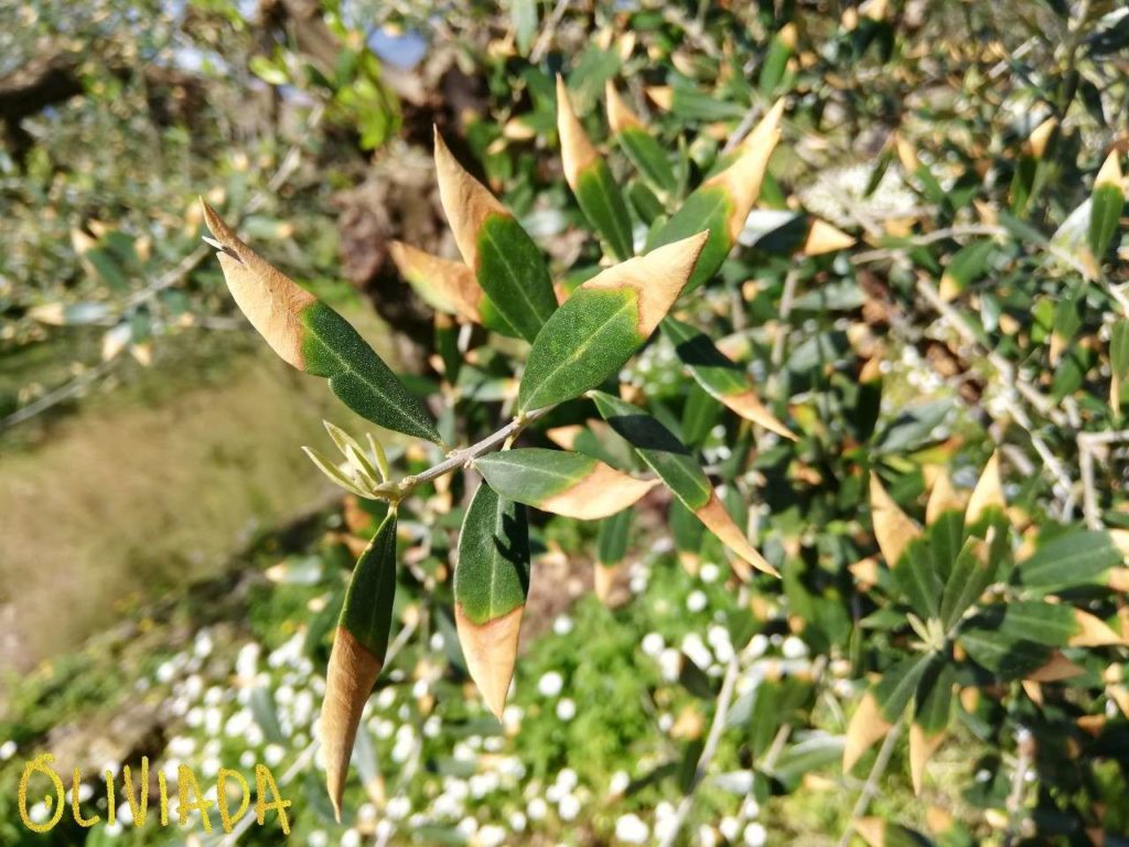 brown olive tree leaves edges