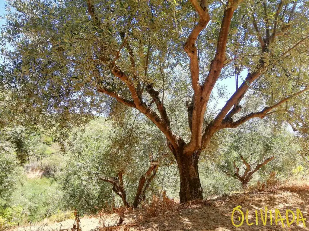 ensure air circulation for olive trees by pruning and shaping tree