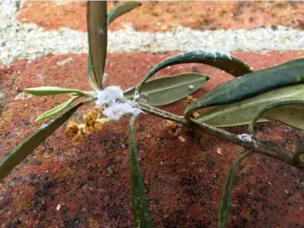 fluffy white stuff on olive tree leaves