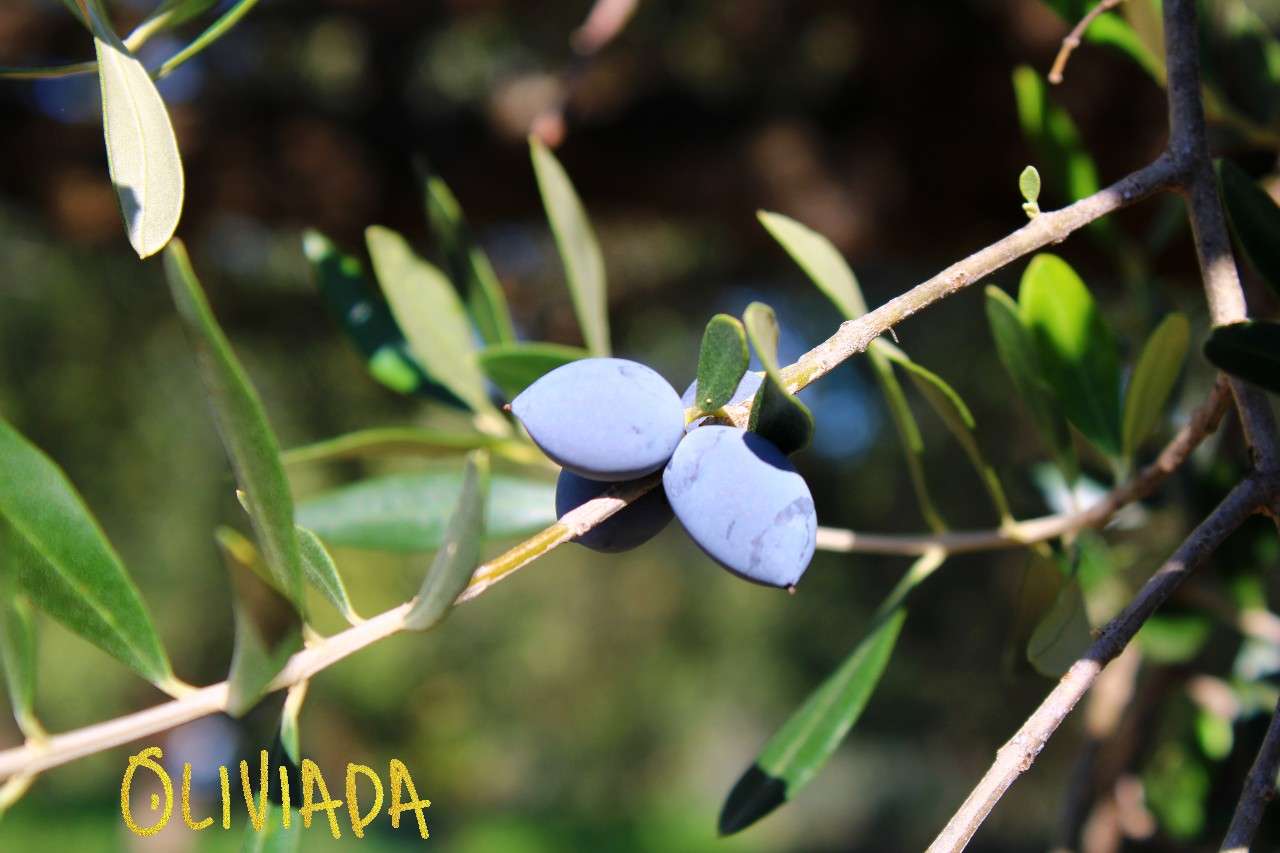 kalamata ripen olives