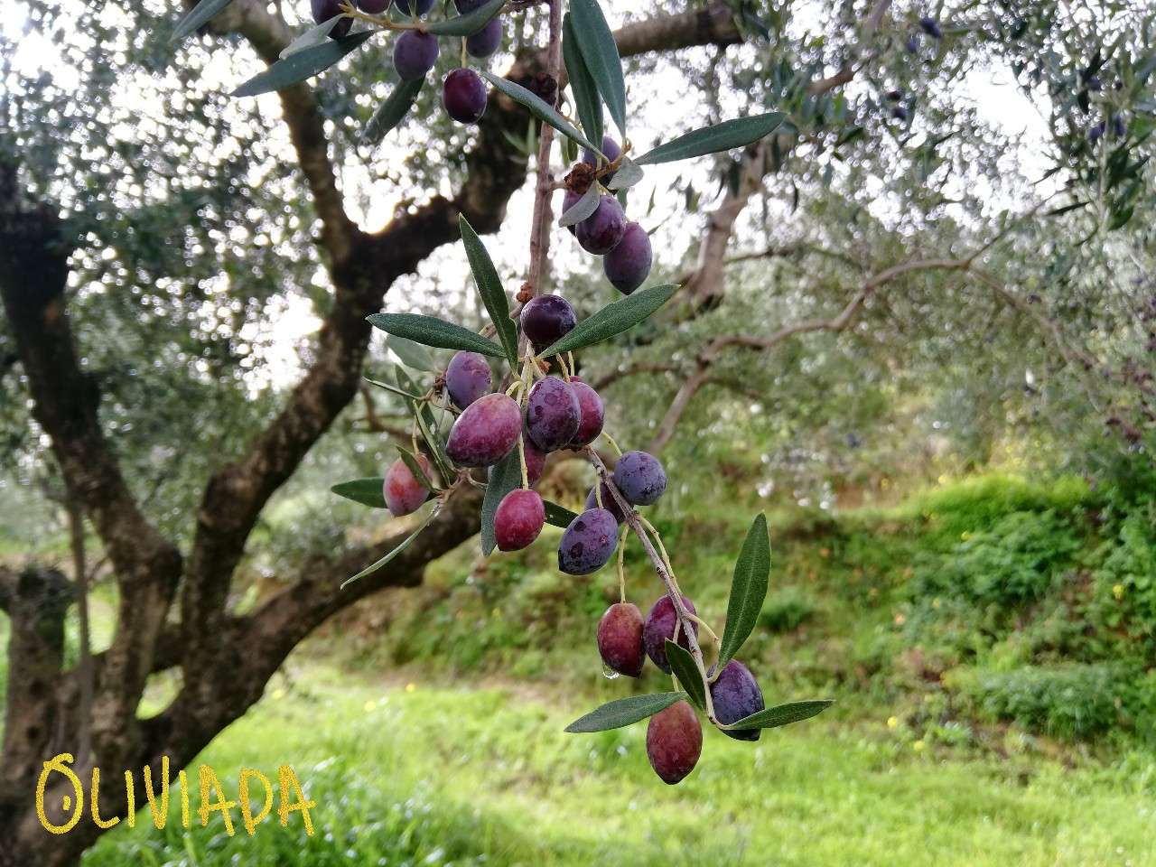koroneiki and athinolia olives mix