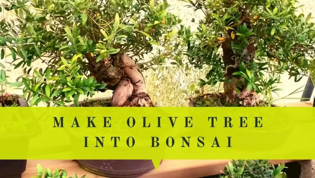 make olive tree into bonsai