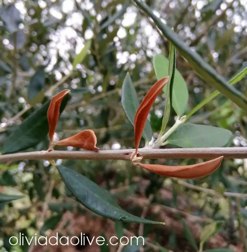 olive leaves seasonal change 