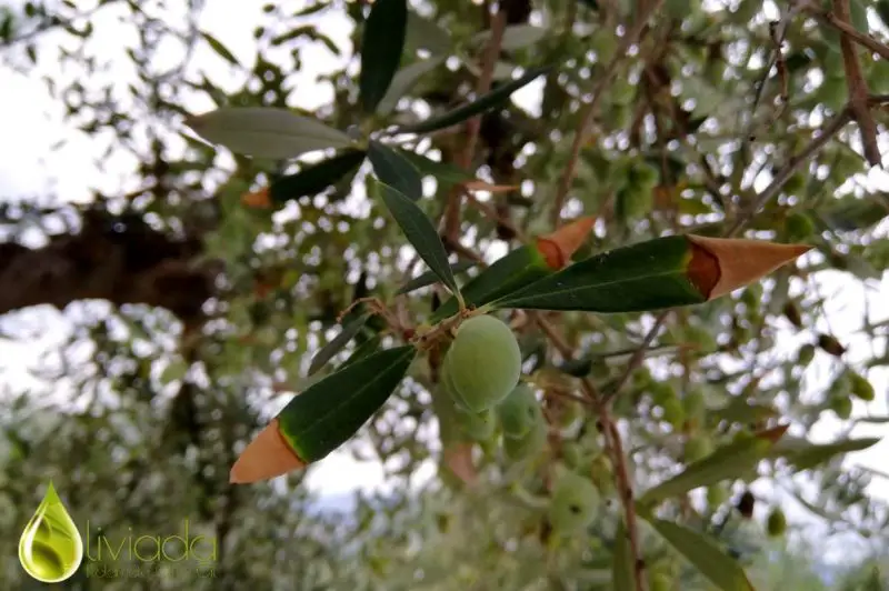 olive leaves turning brown tips