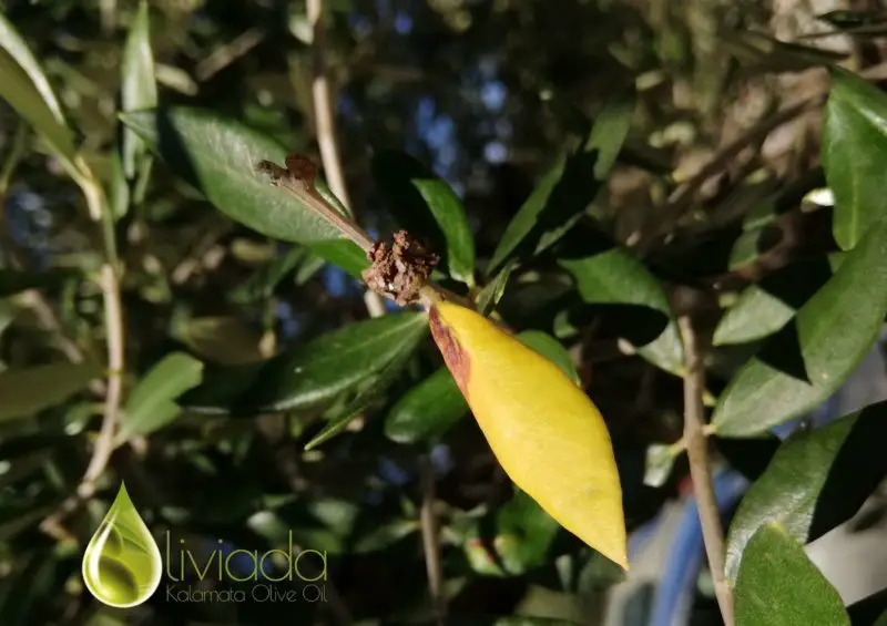 Why Olive Tree Leaves Turning Yellow? Reasons Prevention