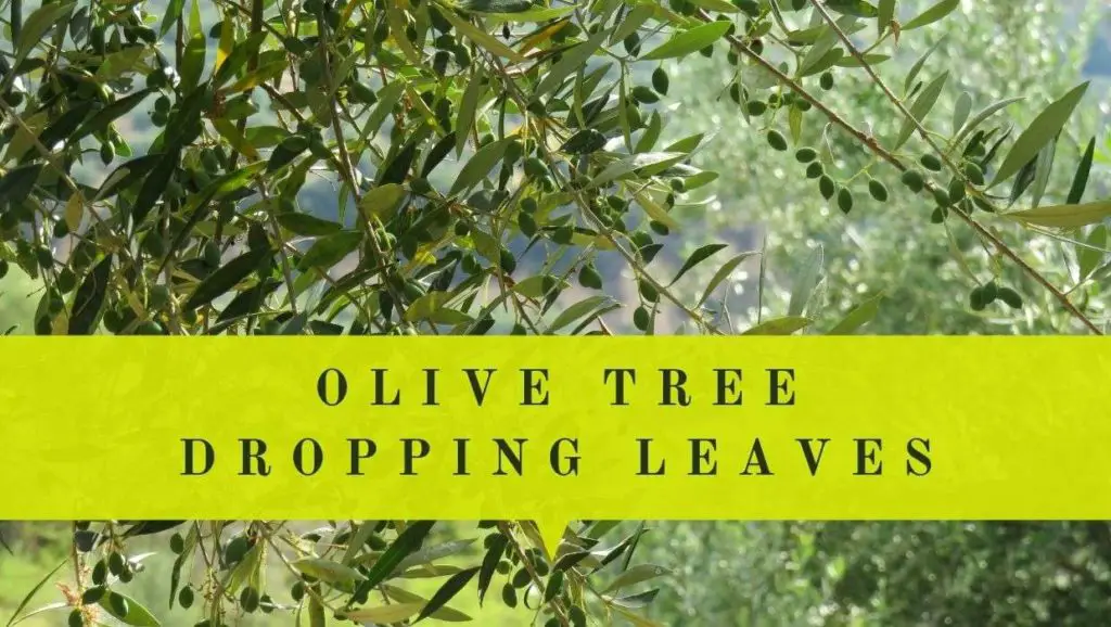 olive tree dropping leaves