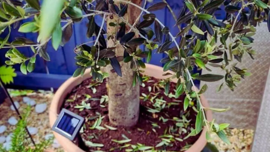 Olive tree dropping leaves - an image of an olive tree with fallen leaves on the ground and in the pot below it. The tree is partially in sunlight, with its trunk and branches half visible. The image represents the symptom of olive tree dropping leaves, which is discussed in the article.