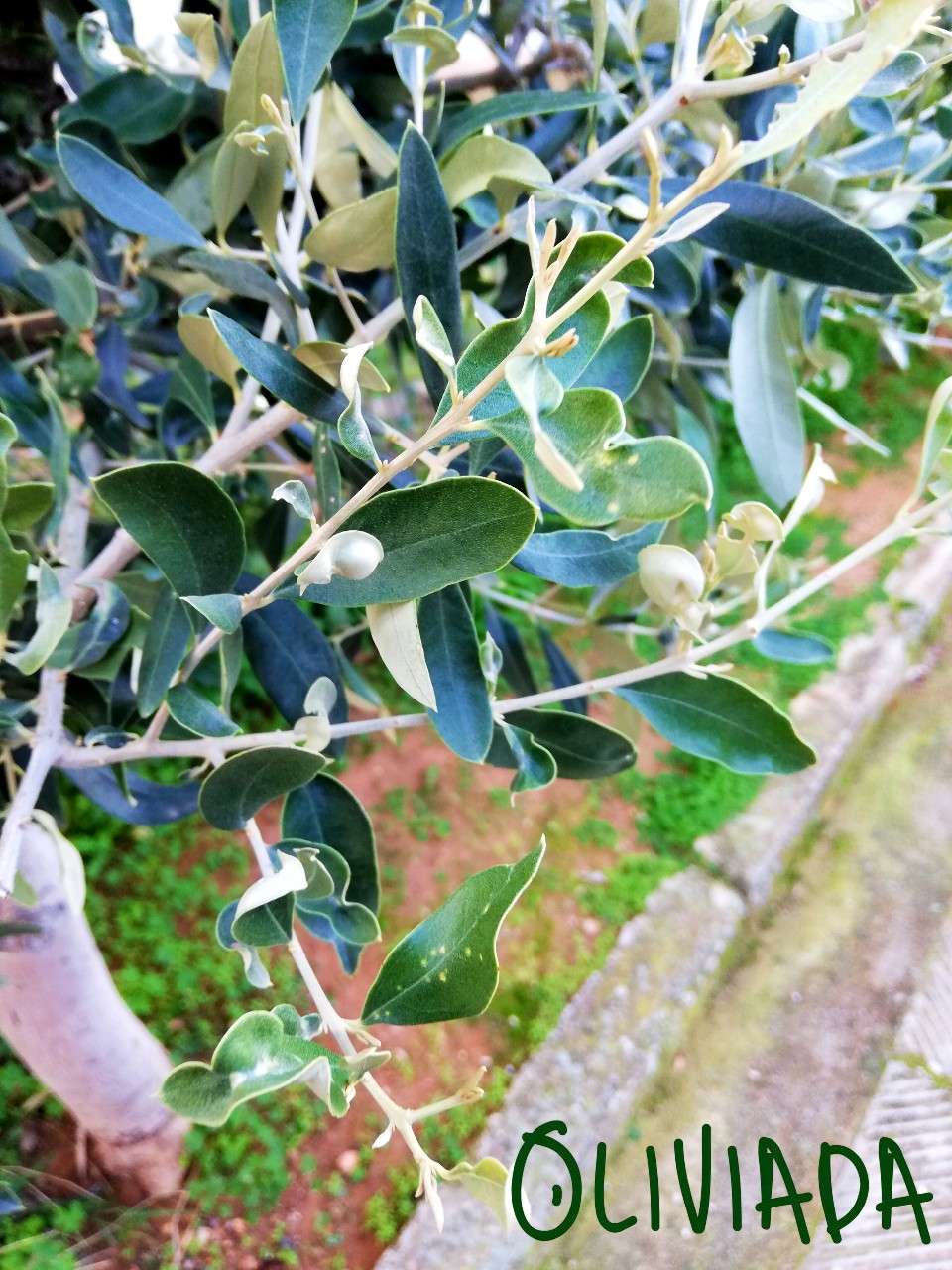 olive tree leaves curling