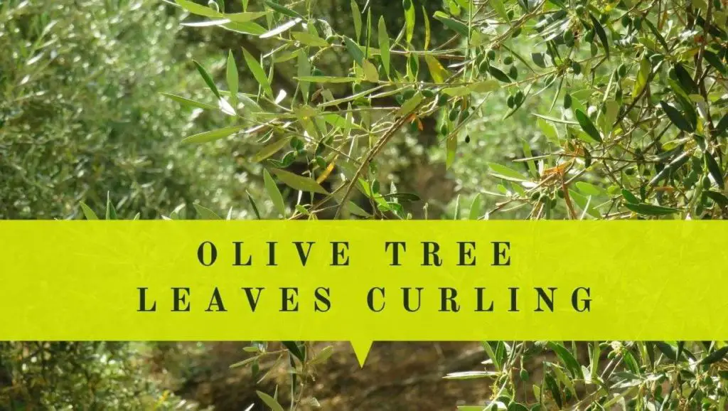 olive tree leaves curling