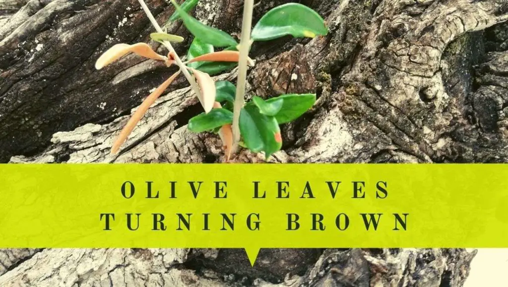 olive tree leaves turning brown