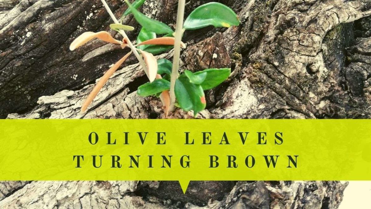 Olive Tree Leaves Turning Brown Reasons Treatment Prevention