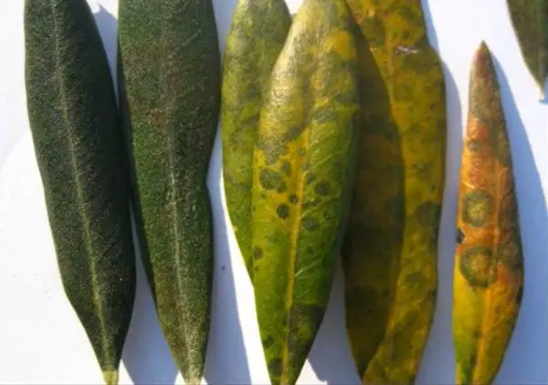 olive tree leaves peacock spots