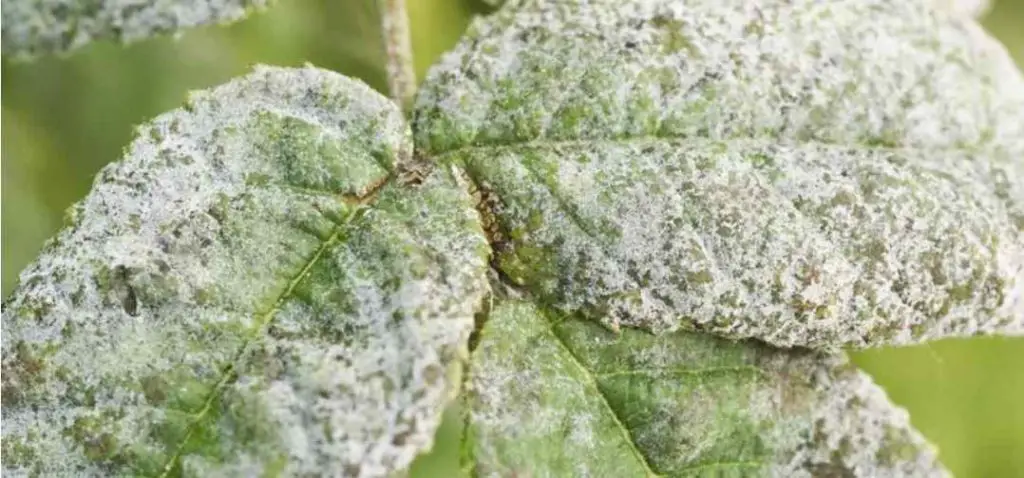 powdery mildew fungus