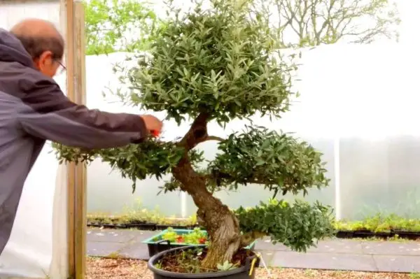 pruning olive tree bonsai