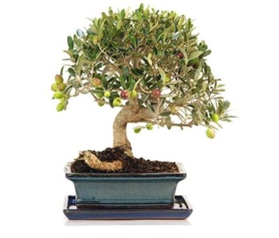 topiary type bonsai tree 