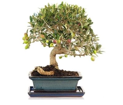 topiary type bonsai tree
