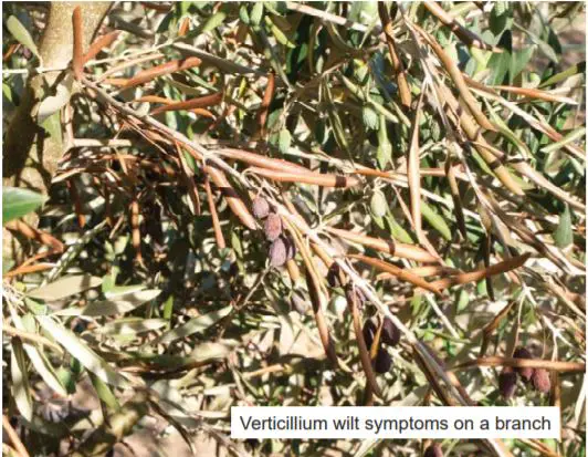 verticillium wilt on olive trees